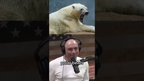 Joe Rogan on polar bears attacking people - Polar Bear facts #shorts