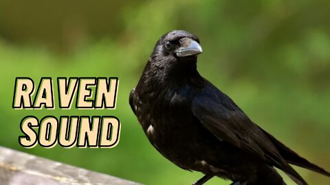 Raven Sound Effect Video By Kingdom Of Awais