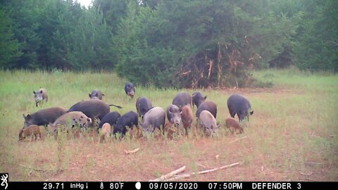 09.05.2020 Smith Ranch Hogs Game Cam