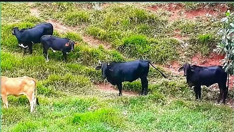 Vacas bois bezerros em busca de capim touros, Gado bovino, Bos taurus