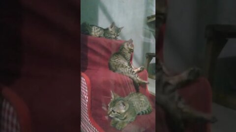 hora de dormir na escadinha gatinho bengal