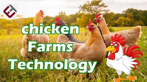 Incredible Poultry Farms Technology 🐔| From the egg🥚to the delicious chicken pieces🍗