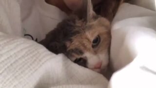 Cat Makes It Crystal Clear He's Not Ready To Get Out Of Bed