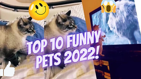 Best Animal Videos 2022|Animal Clips|Funny cats and dogs 02| TikTok clips #cats #dogs #funnycatvideo