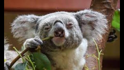 The Secret Life Of The Koala