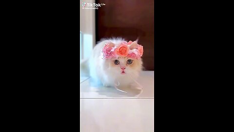 cute cat