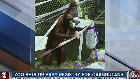 Zoo sets up baby registry for Orangutans