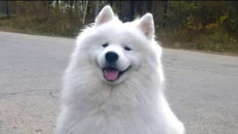 Cão adora comer ração oferecida pelo dono!