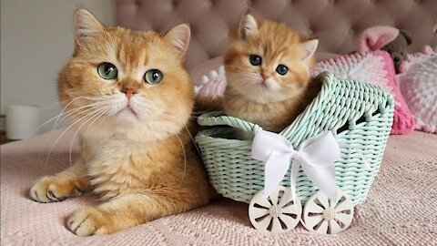 Grandpa William Meets Granddaughter Pixelina 🐈 So Cute