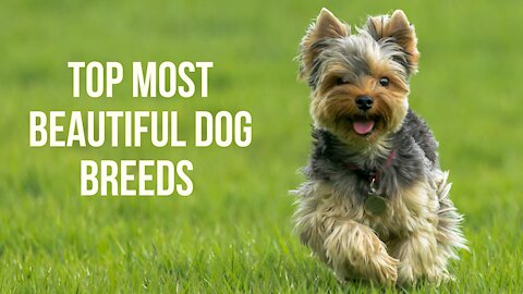 Top most beautiful dog breeds