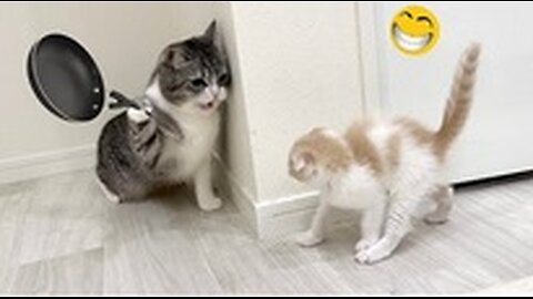 Hilarious Animal Videos: The Most Amusing Moments of Dogs and Cats