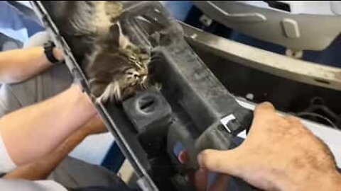 Kitten found stuck in car parts