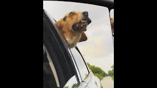 Beagle's expression is the face of someone ready for adventures