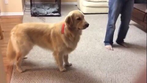 dog imitating an ambulance