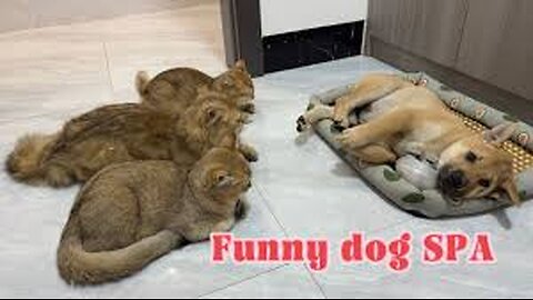 How do cats react when a domineering puppy invades their personal belongings😂cute Funny dog SPA