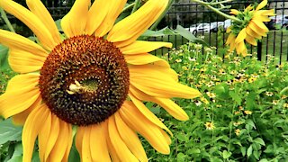 Sunflowers floating in the wind with Bumble Bees.