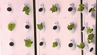 ATW introduces hydroponic farming system