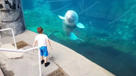 Beluga Whale is AMAZED by Tricks! | Funny Aquarium Videos