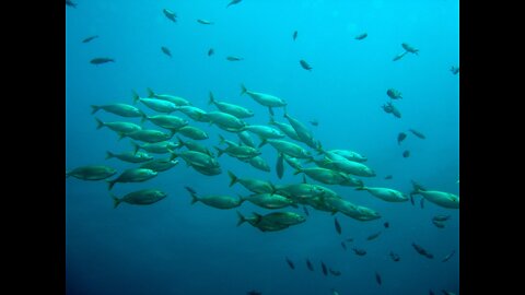 Under water Fish || beautiful fish|| sea in water Fish||