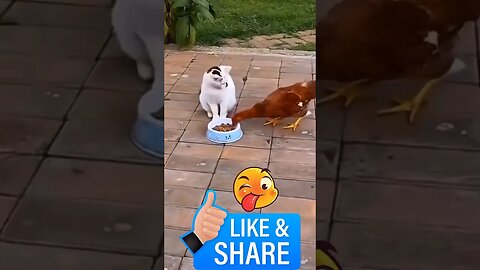 Cat Vs Hen Funny Fight #shorts #funnyvideo