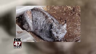 Rare lynx "relaxing" before being examined