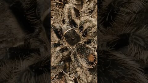 Curly Hair Tarantulas!