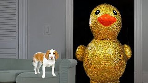 Puppy Surprised with Giant Golden Rubber Duck! Cute Puppy Dog Indie Gets Epic Rubber Ducky Surprise