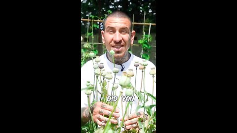 Poppy Medicinal Flowers #shorts