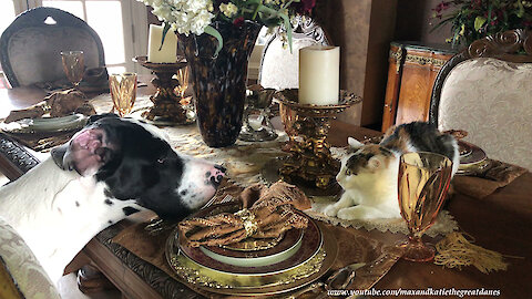 Great Dane Puppy Gets Into Trouble With Cranky Cats