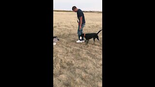 8 month old UK Lab has perfect Hand Signal training