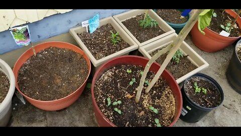 Giant Garden Update & Something BIG changed! Pt 1