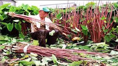 Japan Taro Stem Farming And Harvest - Taro Steam Cultivation