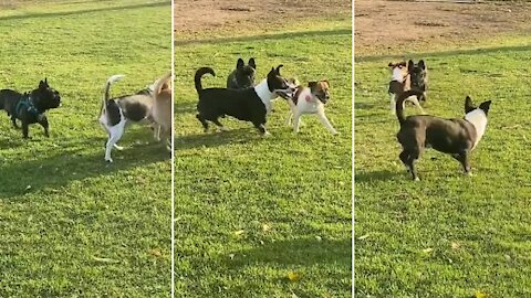 Socially awkward pup adorably makes friends at the dog park