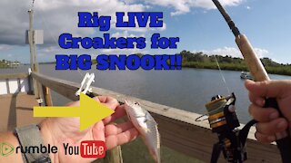 Rig LIVE Croakers for HUGE SNOOK!!