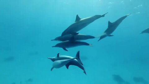 Beautiful Underwater World with Dolphins For Meditation, Focus, Zen, Relaxation. 20 minutes