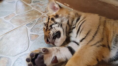 tiger cub