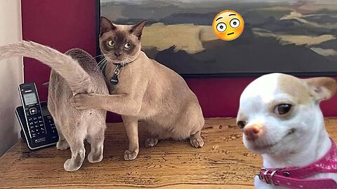 Funniest Cats And Dogs Videos 😁 - Best Funny Animal Videos 2024