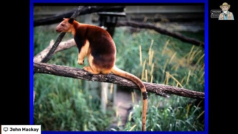 Giant Trees and Tree Kangaroos!