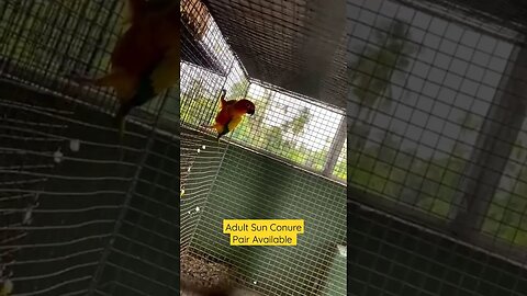 Adult Sun Conure Pairs Available l #sunconure l #shorts l @BikisAviary