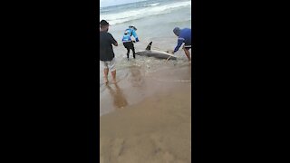 SOUTH AFRICA - Durban - Angler caught a ragged tooth shark (Video) (Ao5)