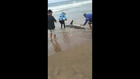 SOUTH AFRICA - Durban - Angler caught a ragged tooth shark (Video) (Ao5)