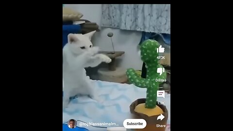 Animals comedy videos part 1 😆😆😄😄