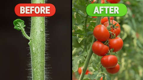 Incredible Growing Plants Time Lapse!