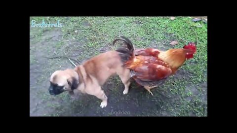 Try Not To Laugh Compilation #7 - Best Funny dogs videos - FUNNIEST ANIMAL VIDEOS 2021 🐶🐶🐶🐶