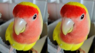 Naughty parrot completely destroys owner's coffee pods