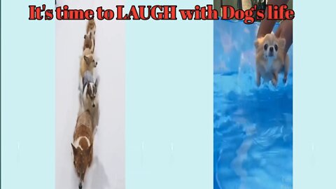 🤣Funny Dog Videos 2022🤣 🐶 It's time to LAUGH with Dog's life