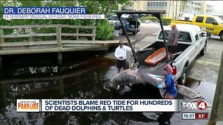 174 bottlenose dolphins found dead along Southwest Florida beaches