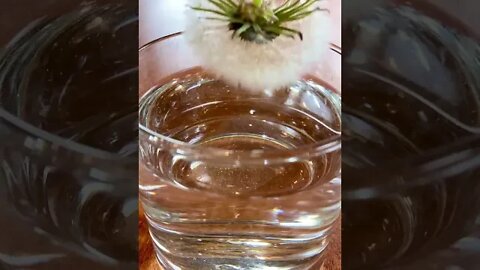 ️#SpotlightAPI #castaways #Dandelion #water #foryoupage #satisfying #tiktok #shorts