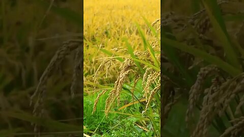 SINEMATIK PADI PESAWAHAN | Rice Field Cinematic #shorts #cinematic #sinematik