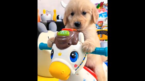 golden dog,cute dog enjoying to swing,